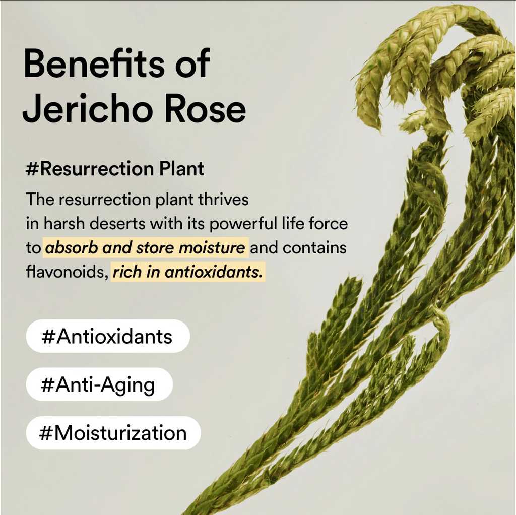 Abib Non-Animal Collagen Eye Cream Jericho Rose Tube 30ml