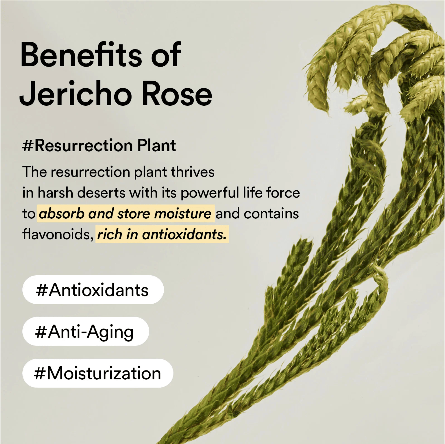 Abib Non-Animal Collagen Eye Cream Jericho Rose Tube 30ml - BeautyVaultz